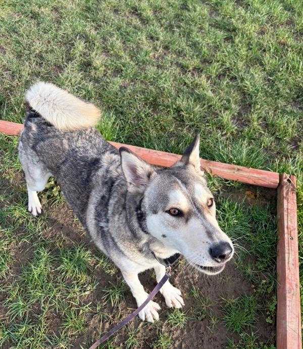 Enlarge Tank, a Adoptable mixed breed in Vancouver, WA image 2/6
