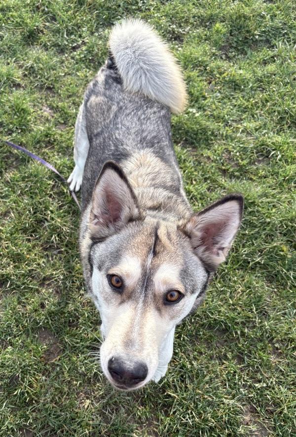 Enlarge Tank, a Adoptable mixed breed in Vancouver, WA image 4/6