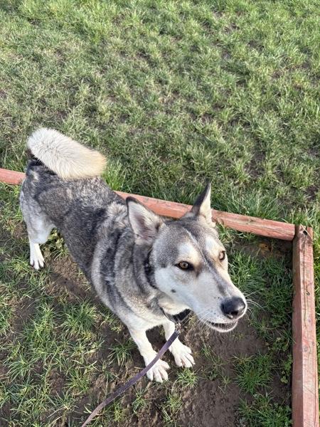 Enlarge Tank, a Adoptable mixed breed in Vancouver, WA image 5/6