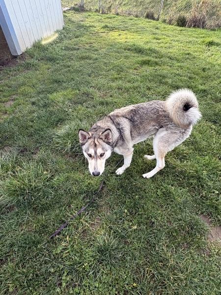 Enlarge Tank, a Adoptable mixed breed in Vancouver, WA image 6/6