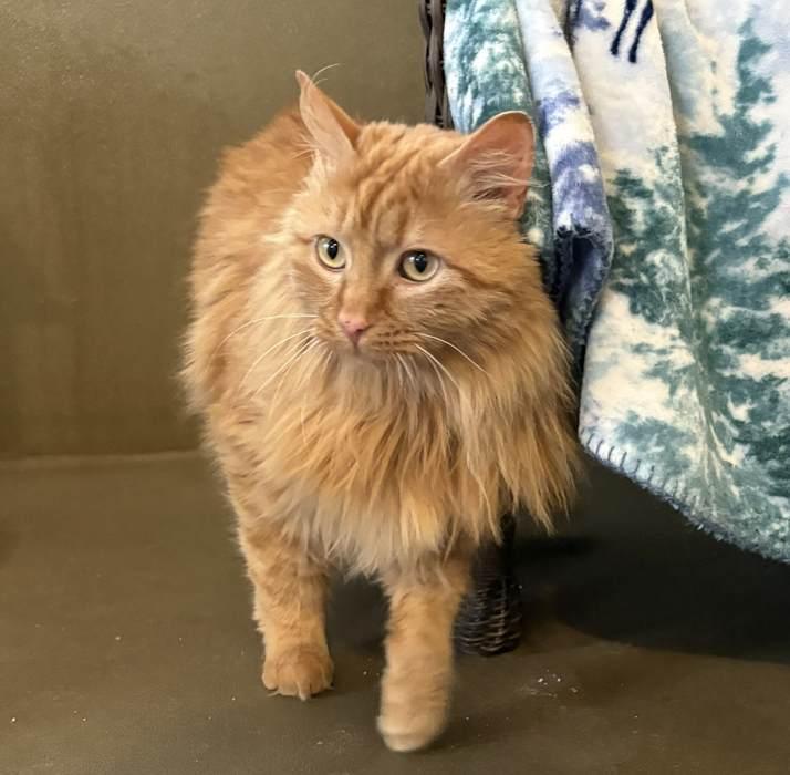 Enlarge THOMPSON, a ADOPTABLE Domestic Long Hair in Sequim, WA image 3/4