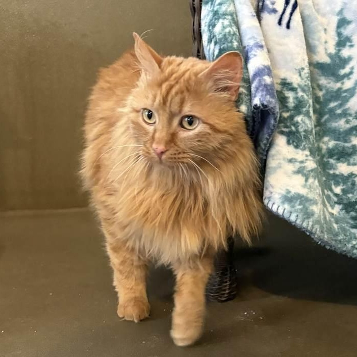 Enlarge THOMPSON, an adoptable Domestic Long Hair in Sequim, WA image 3/6