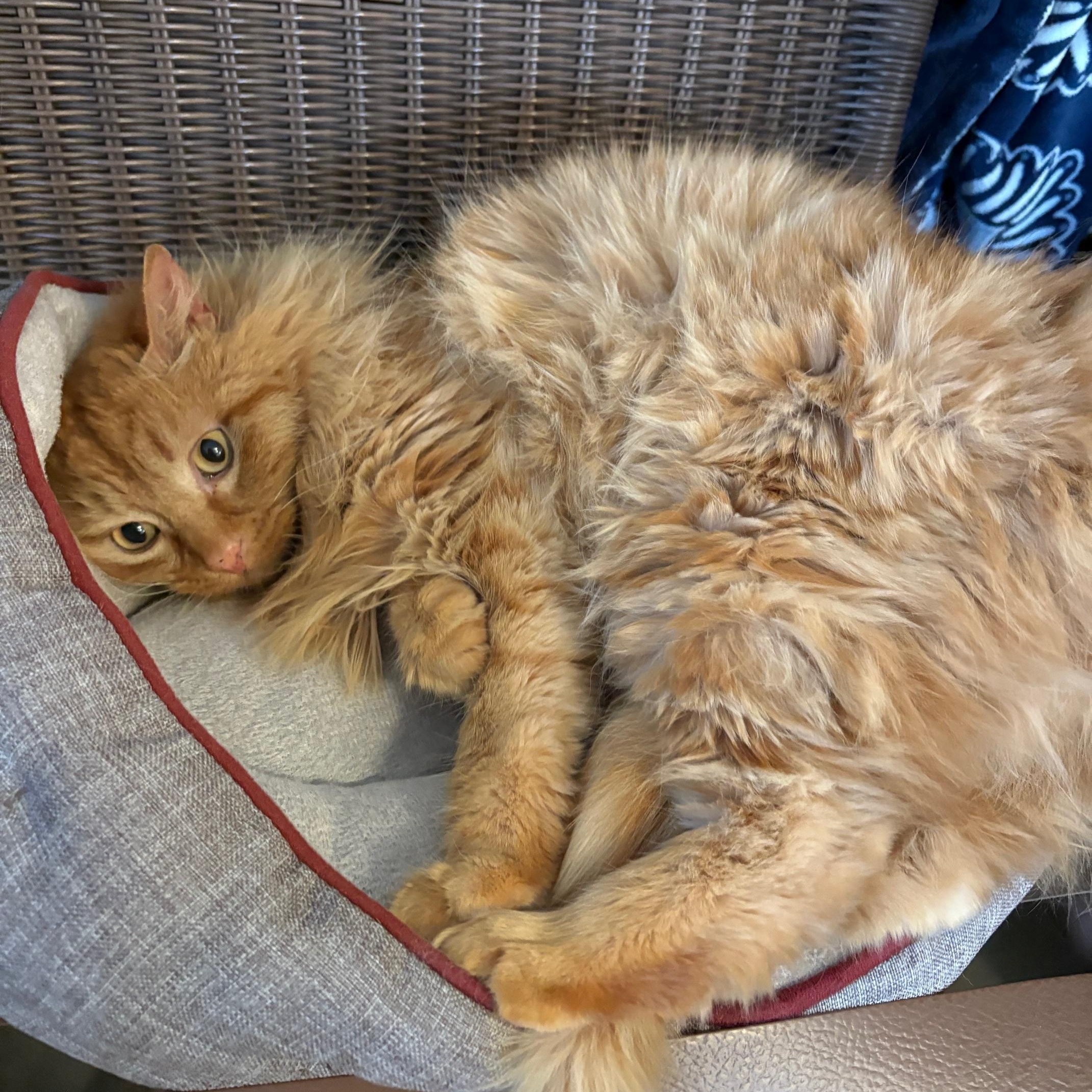 Enlarge THOMPSON, an adoptable Domestic Long Hair in Sequim, WA image 6/6