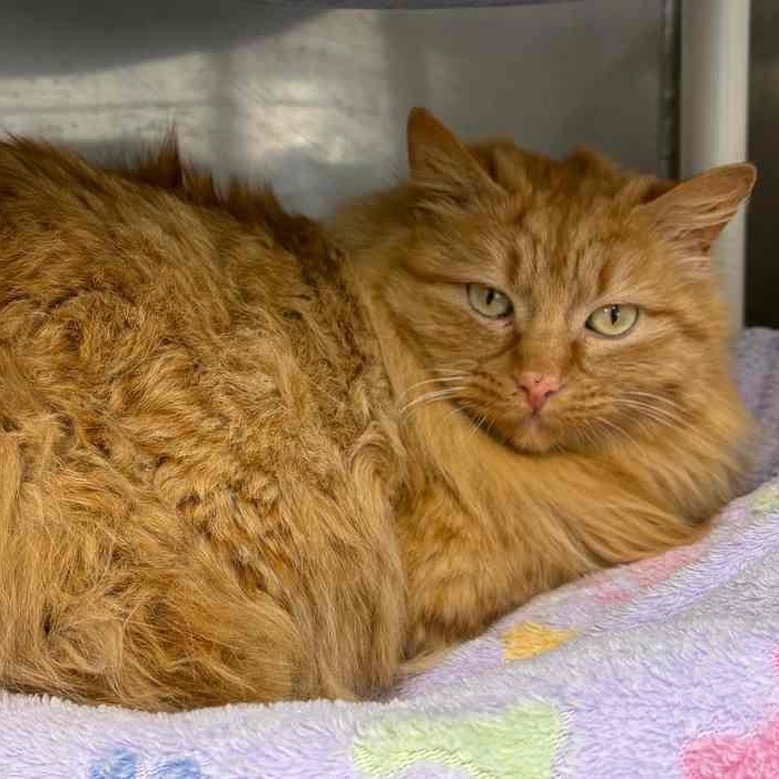 Enlarge THOMPSON, an adoptable Domestic Long Hair in Sequim, WA image 2/6