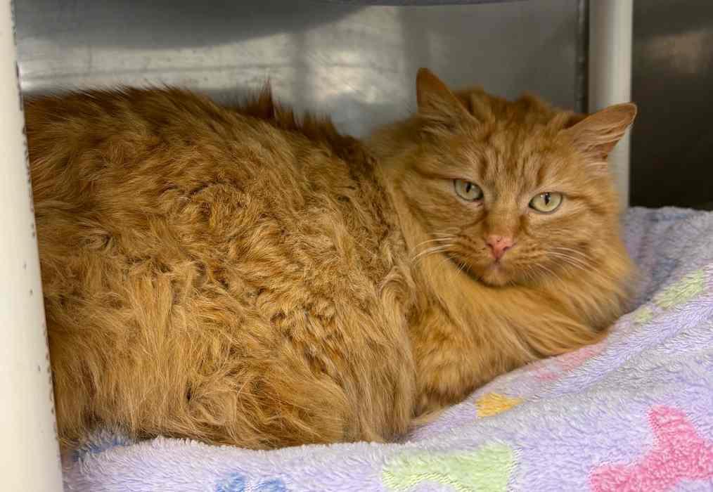 Enlarge THOMPSON, a ADOPTABLE Domestic Long Hair in Sequim, WA image 2/4