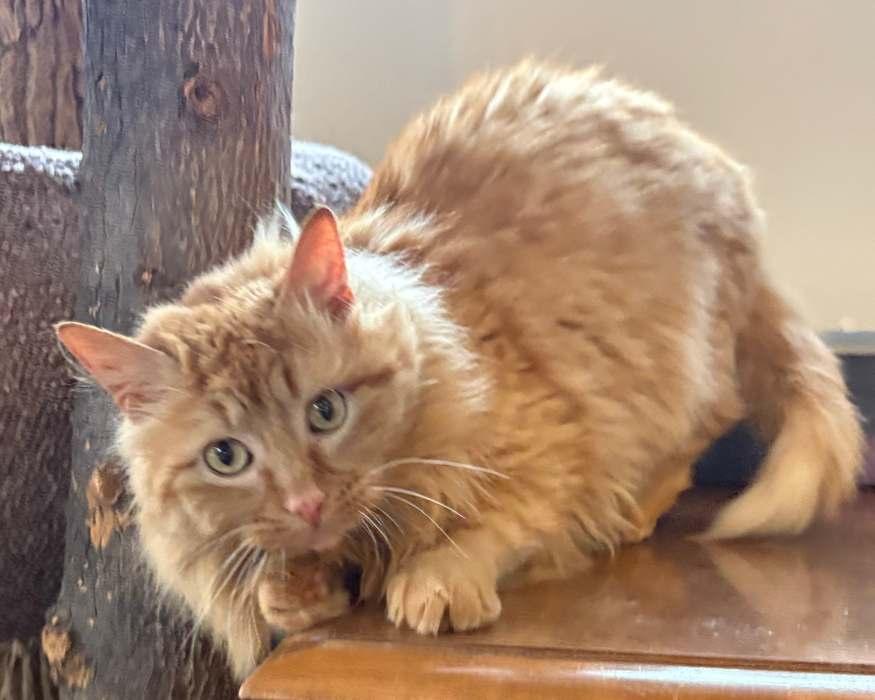 Enlarge THOMPSON, a ADOPTABLE Domestic Long Hair in Sequim, WA image 4/4