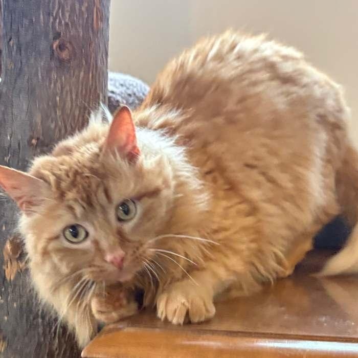 Enlarge THOMPSON, an adoptable Domestic Long Hair in Sequim, WA image 4/6