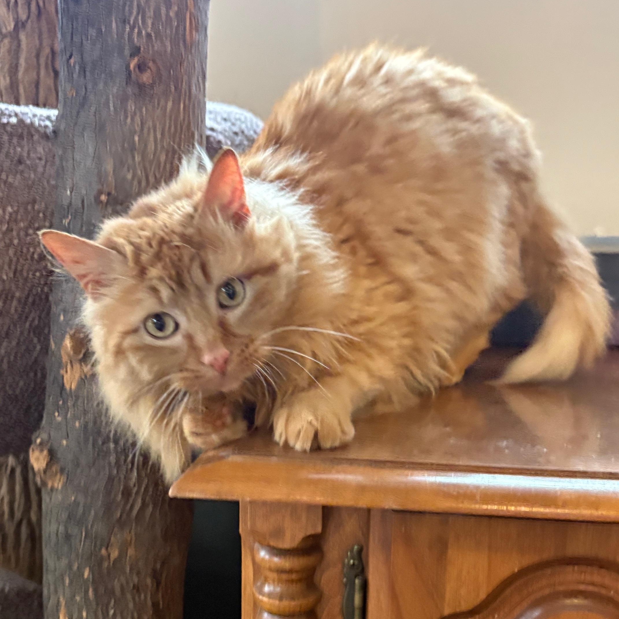 Enlarge THOMPSON, an adoptable Domestic Long Hair in Sequim, WA image 5/6