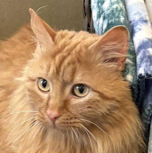 Enlarge THOMPSON, a ADOPTABLE Domestic Long Hair in Sequim, WA image 1/4