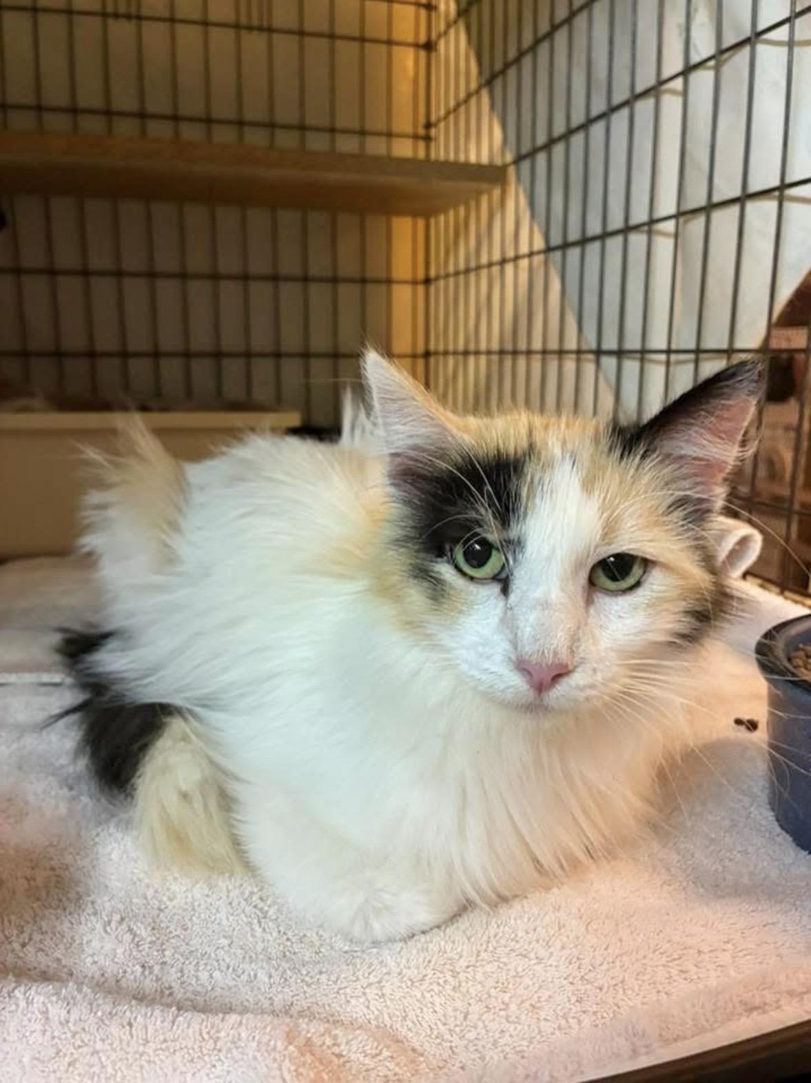 Enlarge Angelica, a Adopted mixed breed in Memphis, TN image 1/3