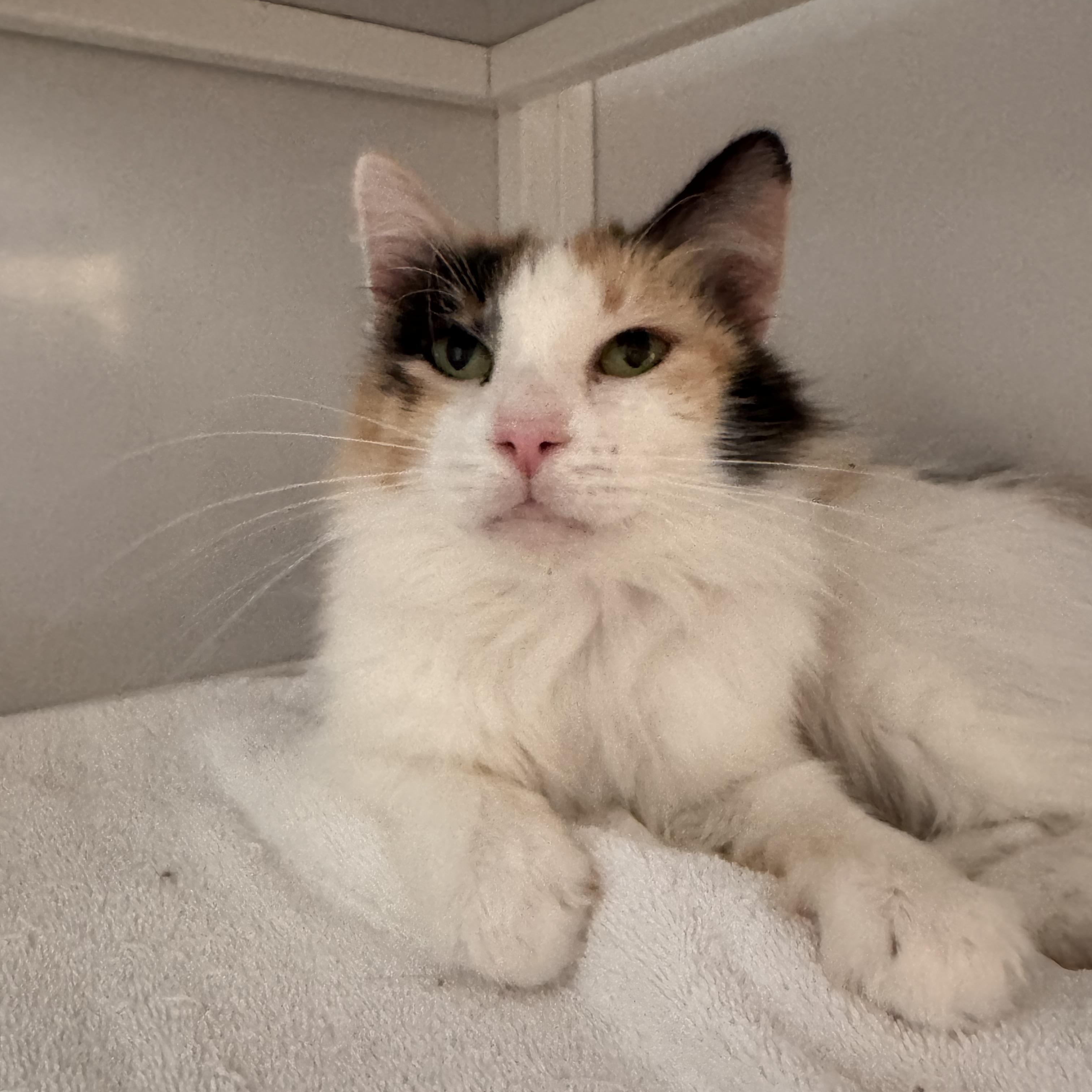 Enlarge Angelica, a Adopted mixed breed in Memphis, TN image 2/3