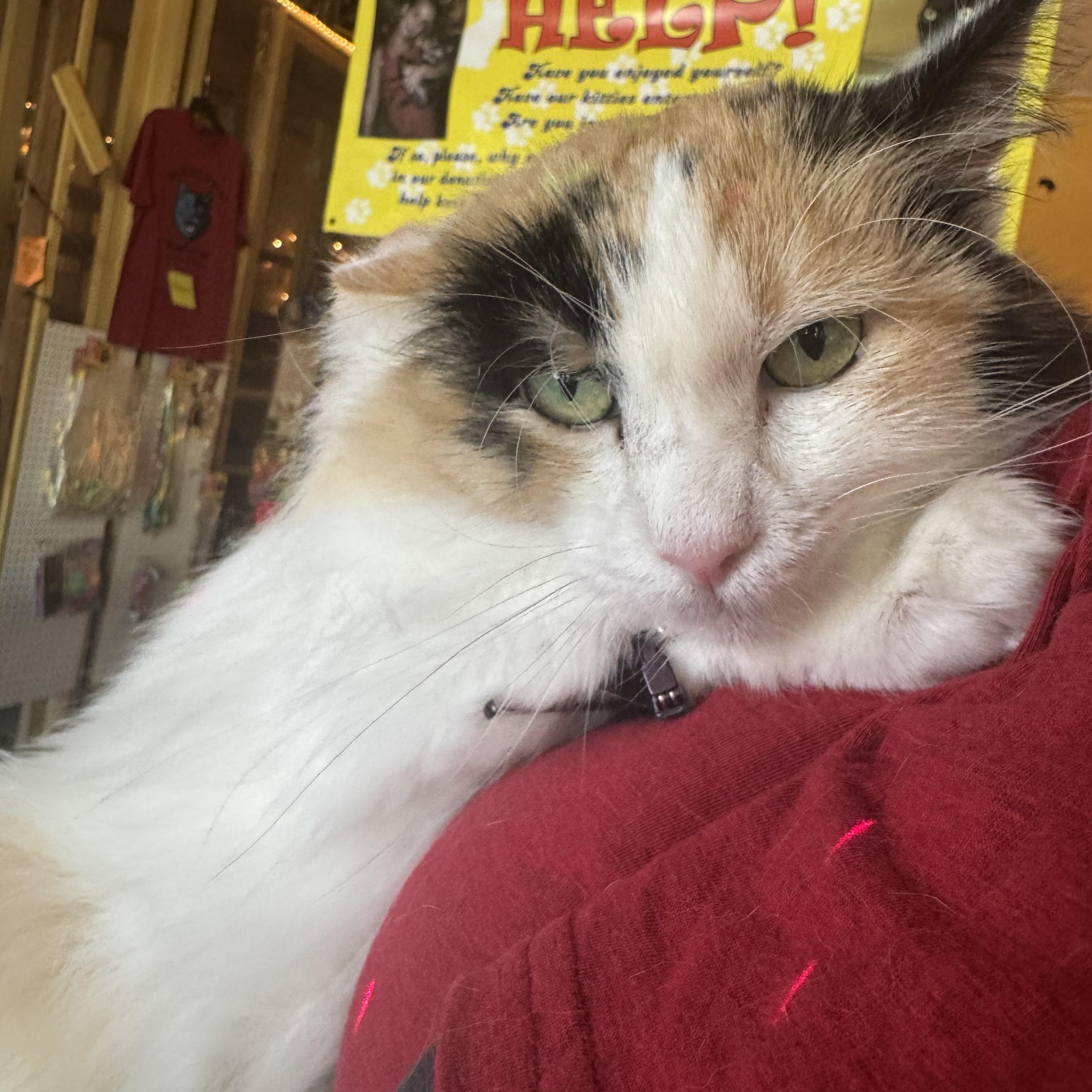 Enlarge Angelica, a Adopted mixed breed in Memphis, TN image 3/3