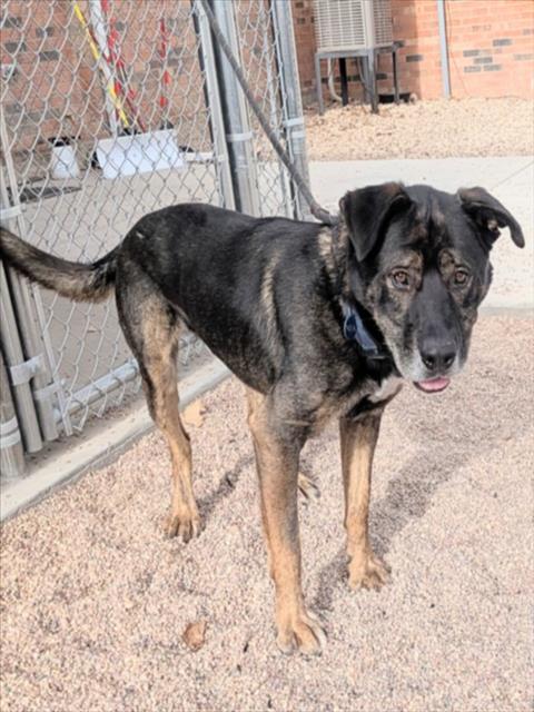 CHICKEN NUGGET, Adoptable, Adult Male German Shepherd Dog & Labrador Retriever.