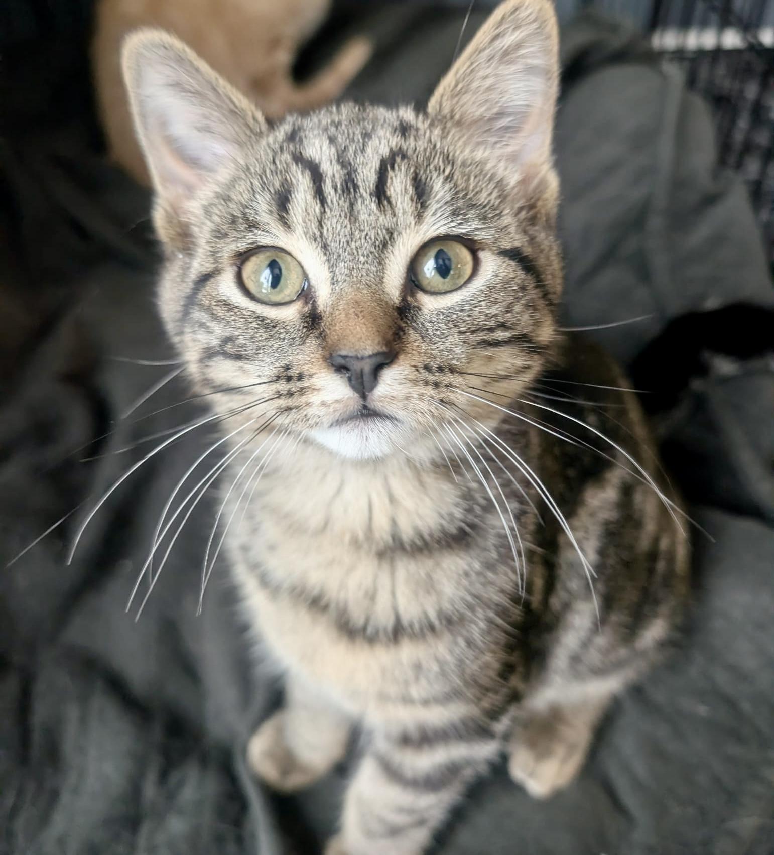 Biscuit, Adoptable, Young Male Tabby.