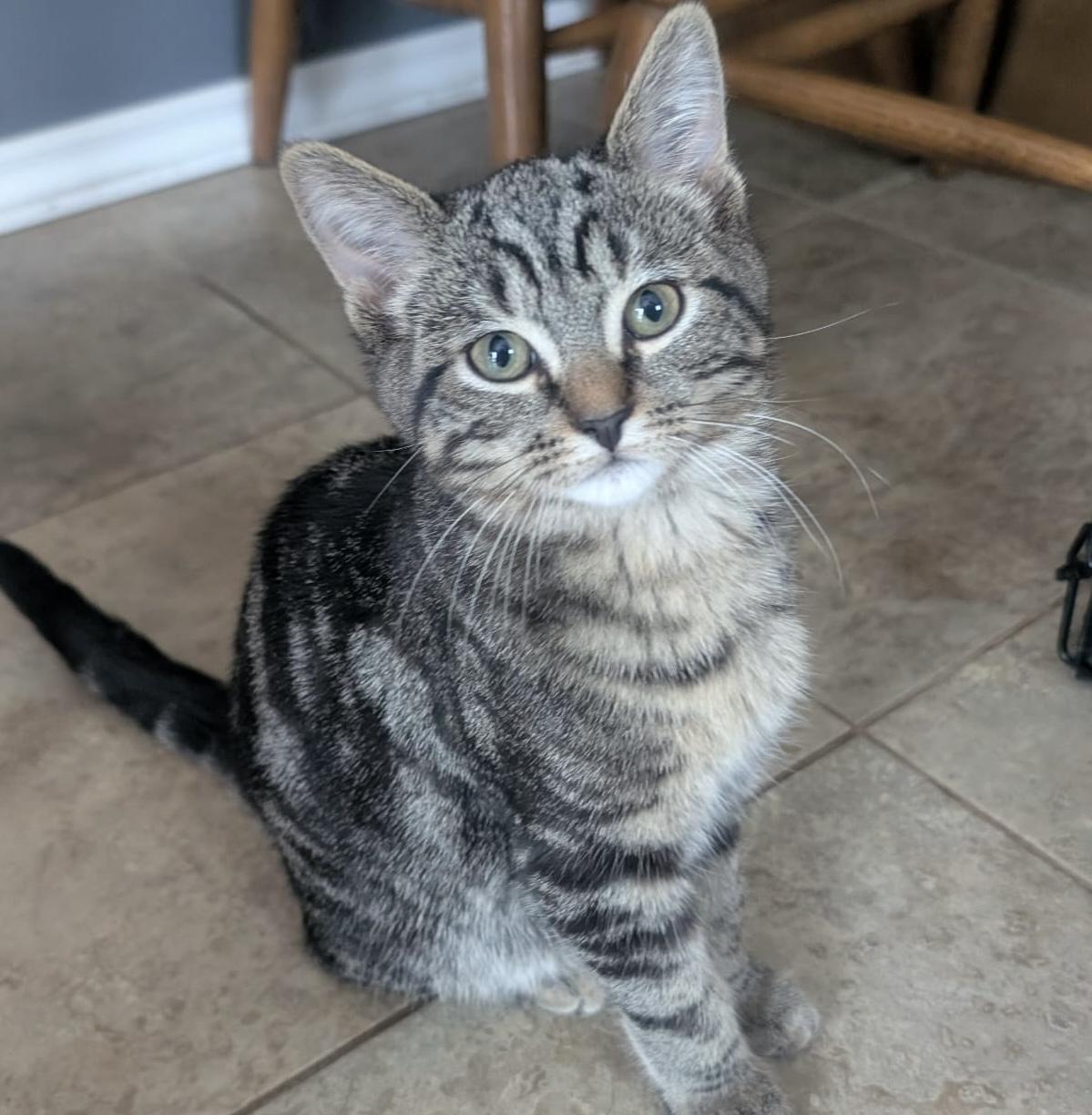 Biscuit, a Adoptable Tabby in WOODSTOCK, ON image 2/2