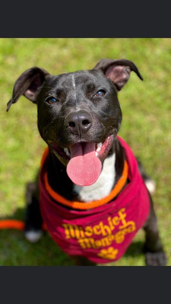 Cyrus, Adoptable, Adult Male Labrador Retriever & Pit Bull Terrier.