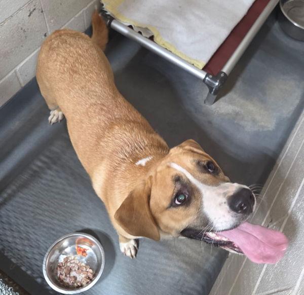 26-07-1906 Bells, Adoptable, Adult Female Hound.