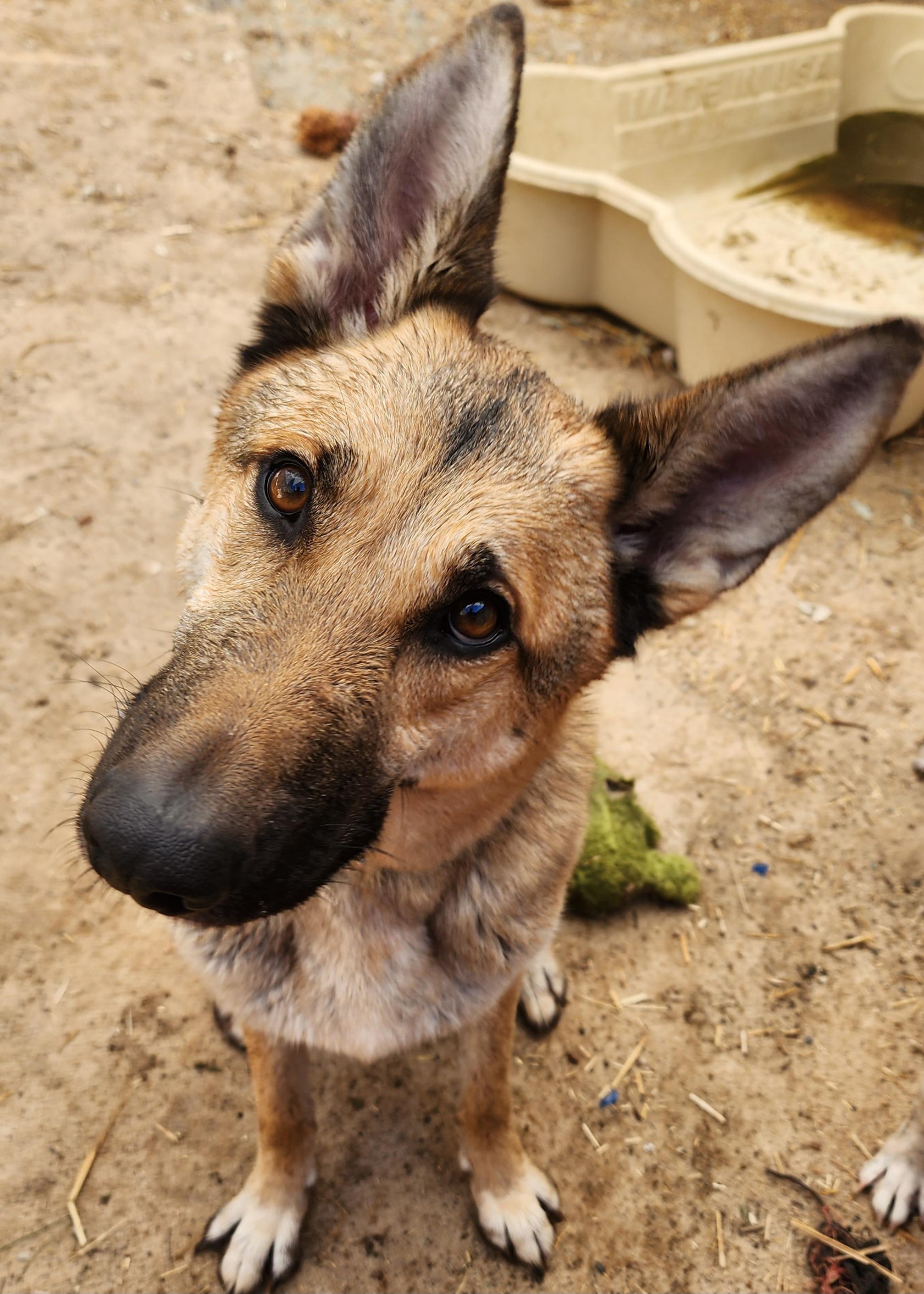 Rome, Adoptable, Adult Female German Shepherd Dog.