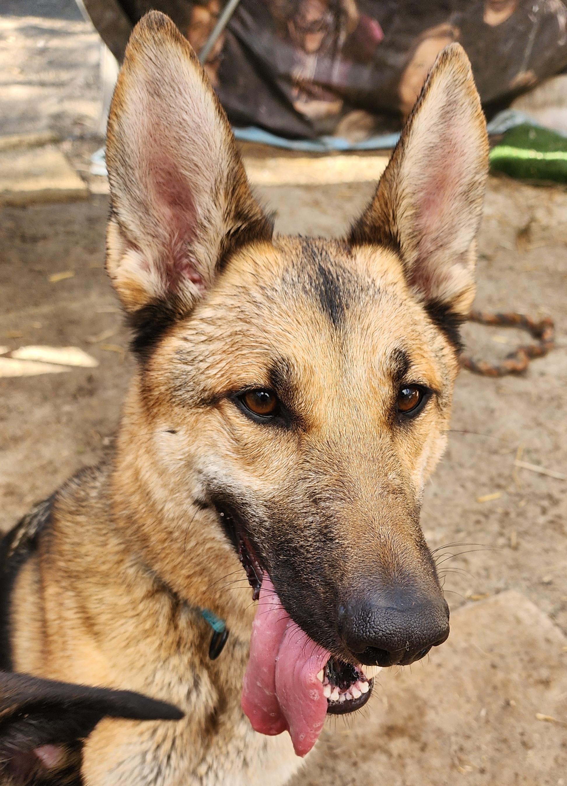 Enlarge Rome, a Adoptable German Shepherd Dog in Lafayette, CA image 2/2
