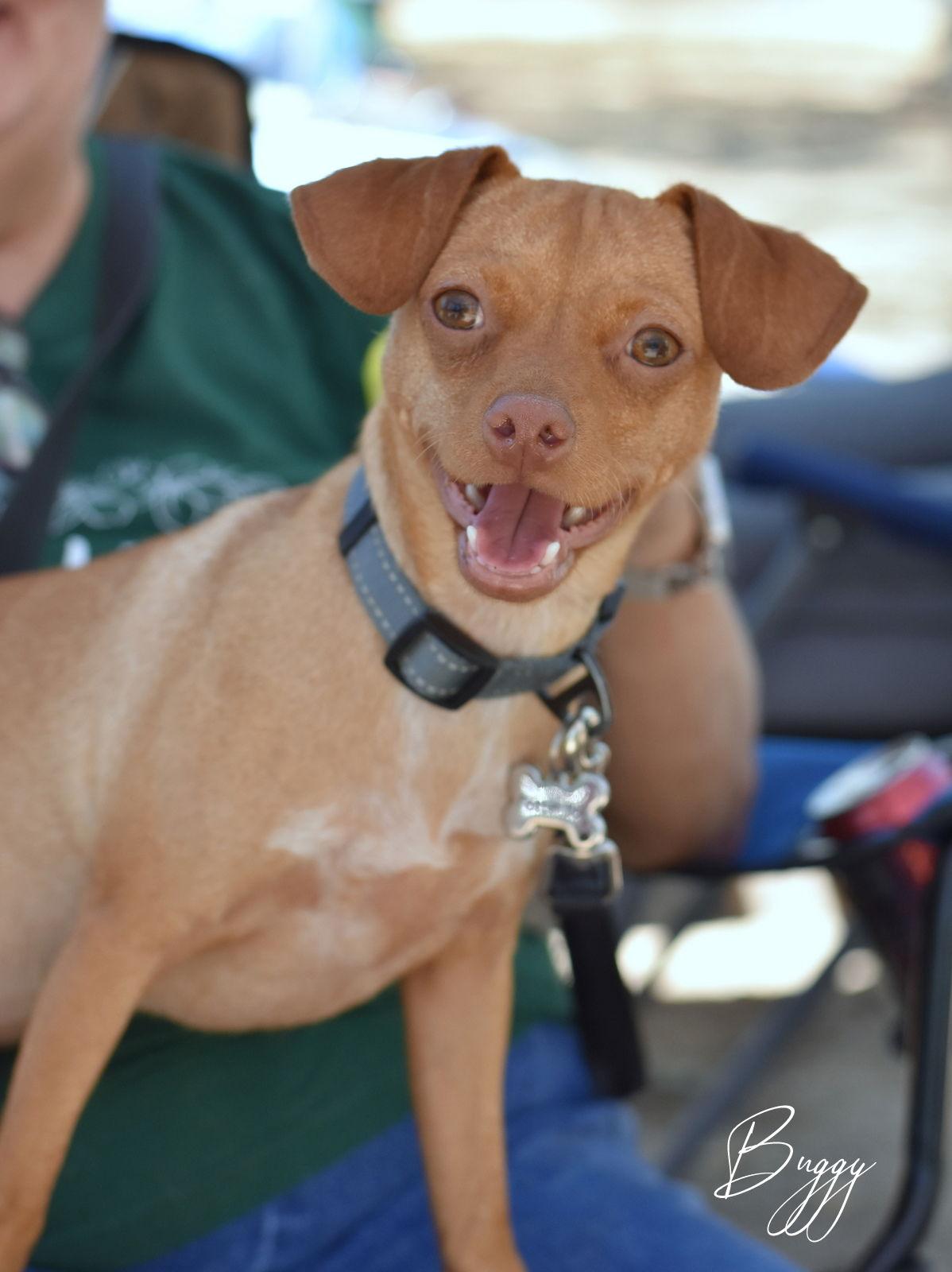 Buggy, a Adoptable Chihuahua in Montgomery, TX image 1/3