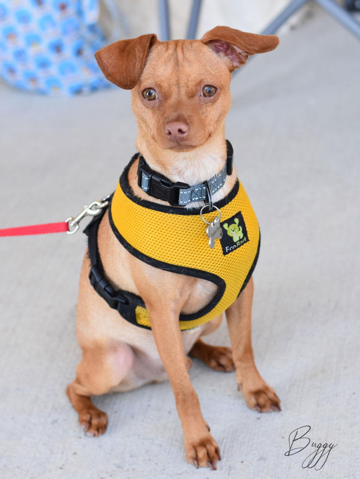 Buggy, a Adoptable Chihuahua in Montgomery, TX image 2/3