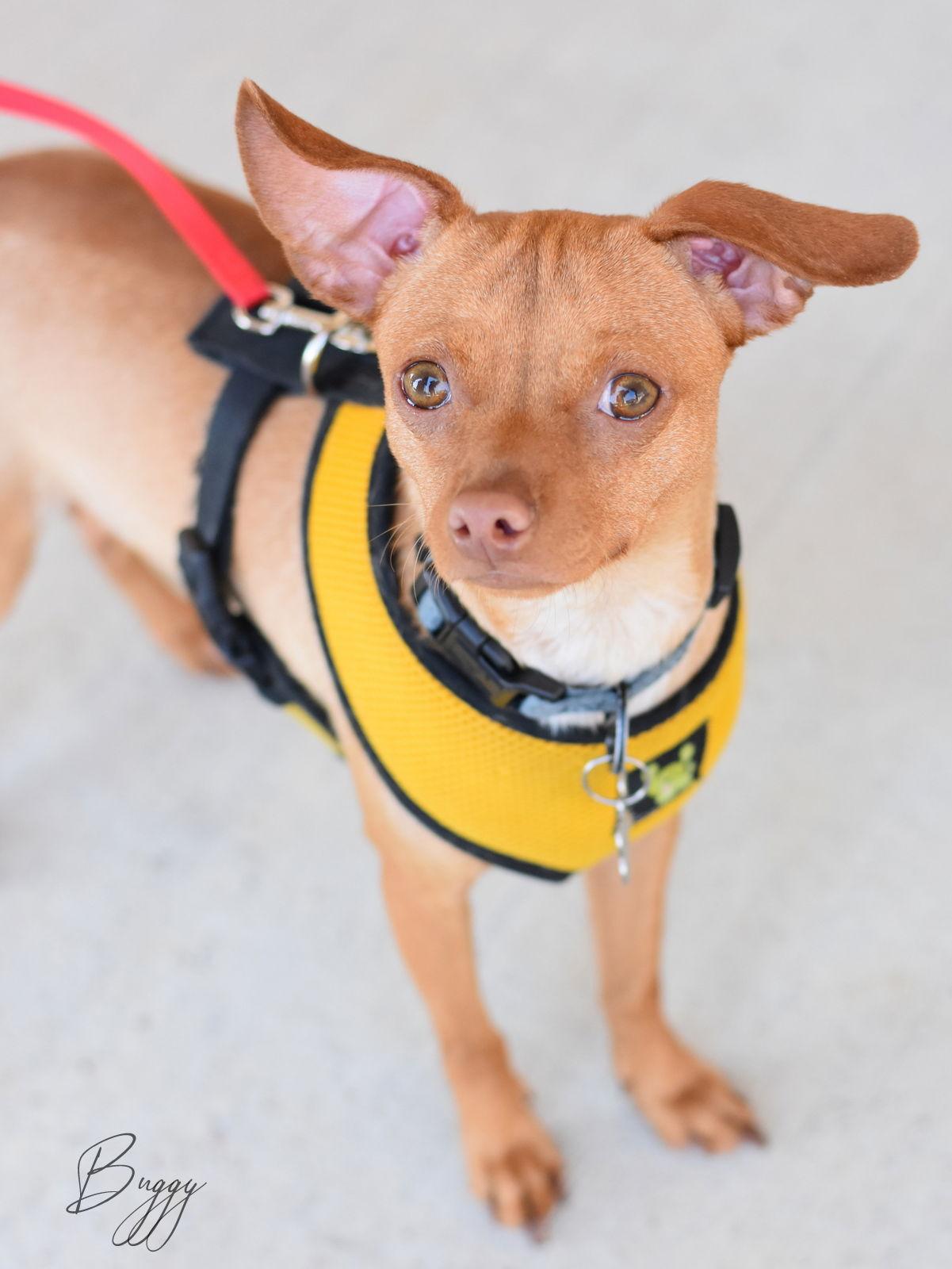 Buggy, a Adoptable Chihuahua in Montgomery, TX image 3/3