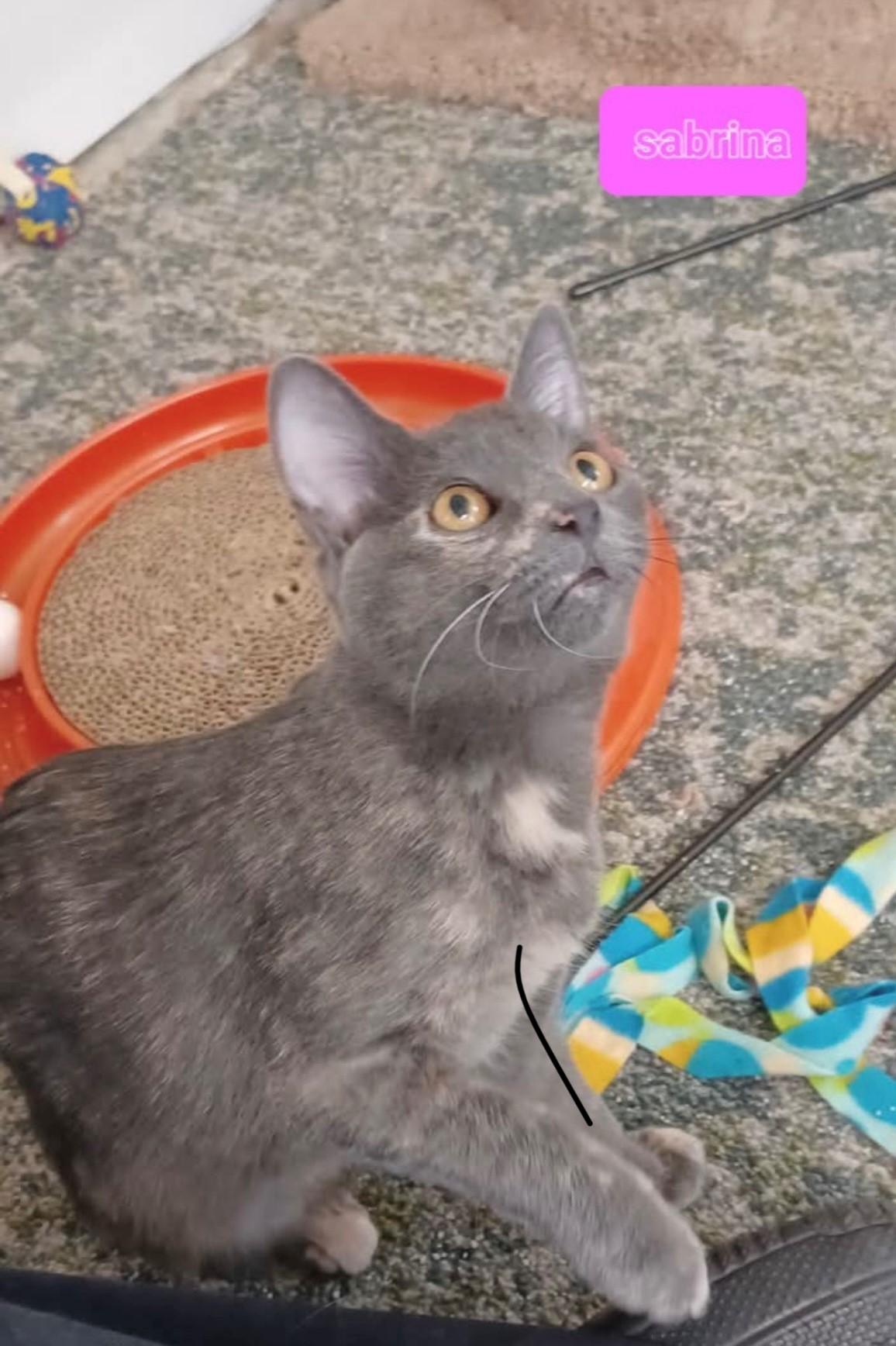 Sabrina, Adoptable, Young Female Torbie.