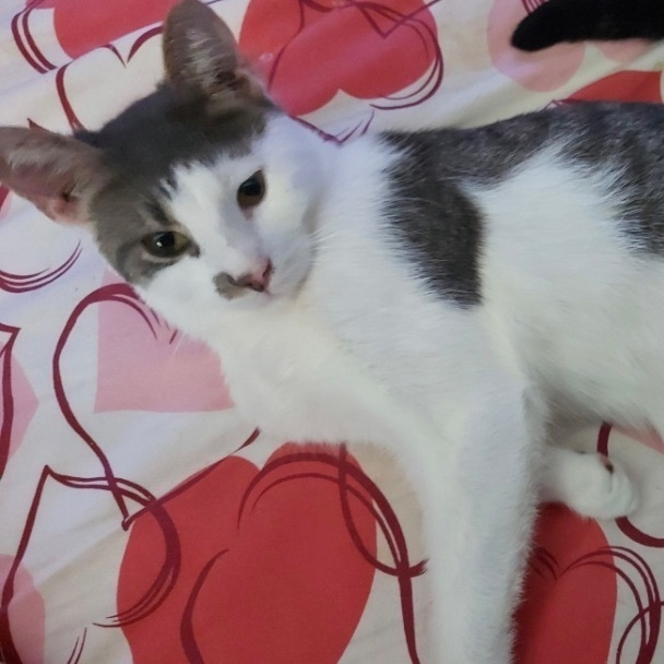 Joya *CH*, Adoptable, Young Female Tabby & Domestic Short Hair.