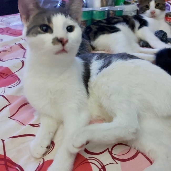 Joya *CH*, a Adoptable mixed breed in Pickering, ON image 2/4