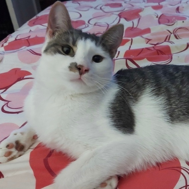 Joya *CH*, a Adoptable mixed breed in Pickering, ON image 3/4