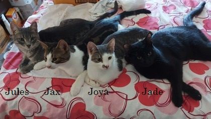 Joya *CH*, a Adoptable mixed breed in Pickering, ON image 4/4