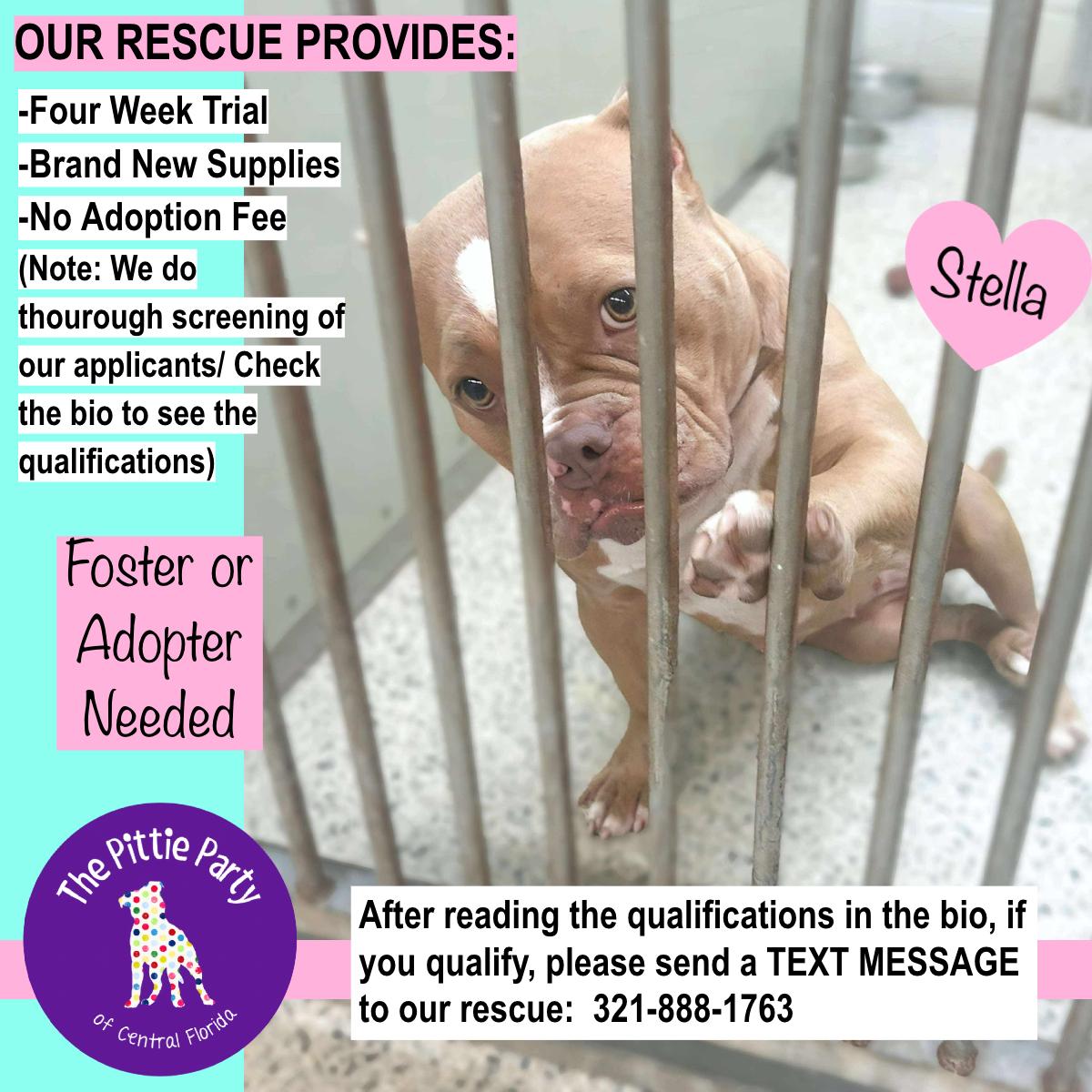 Enlarge Stella, a Adoptable American Bully in Kissimmee, FL image 1/4