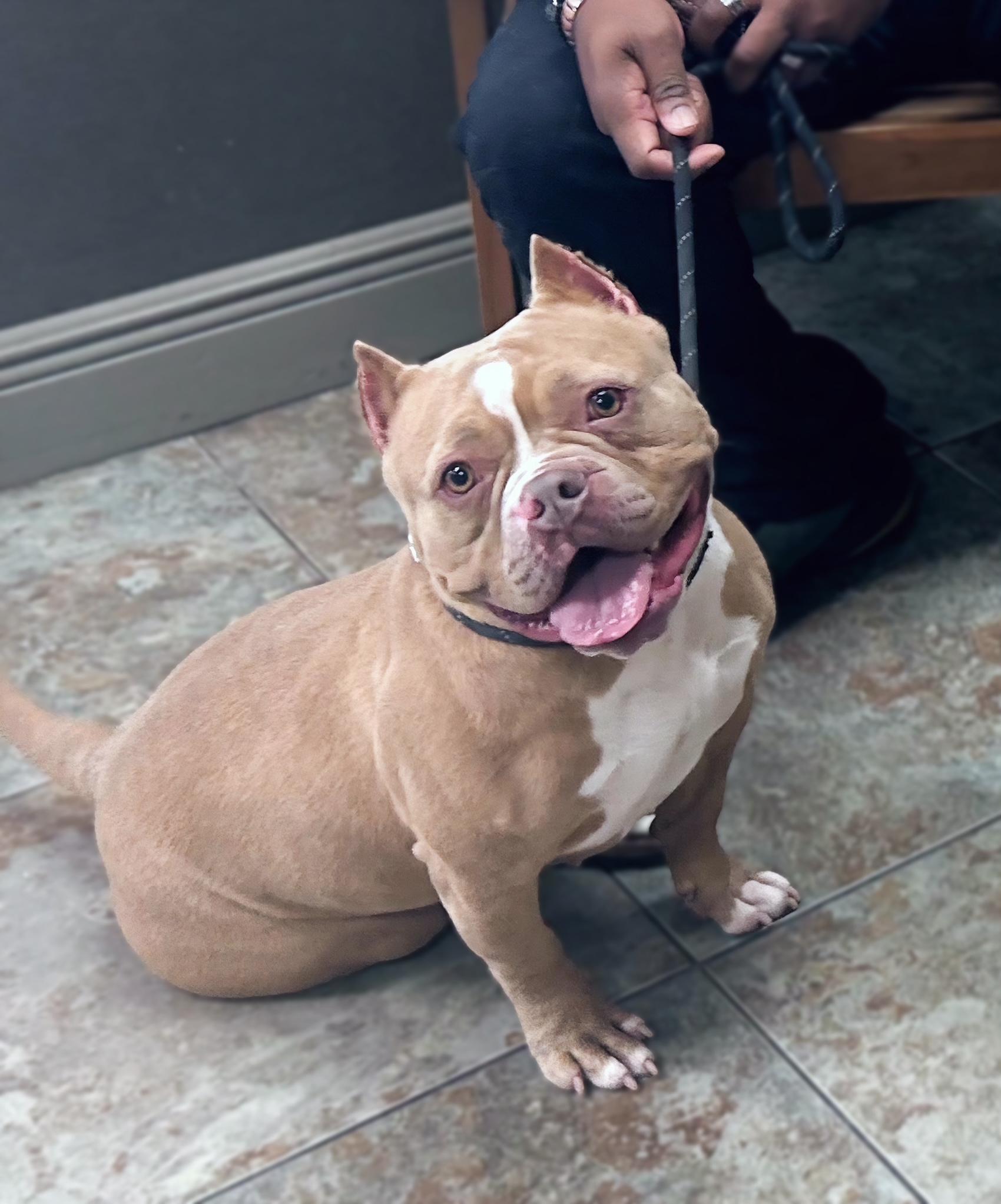 Enlarge Stella, a Adoptable American Bully in Kissimmee, FL image 2/4