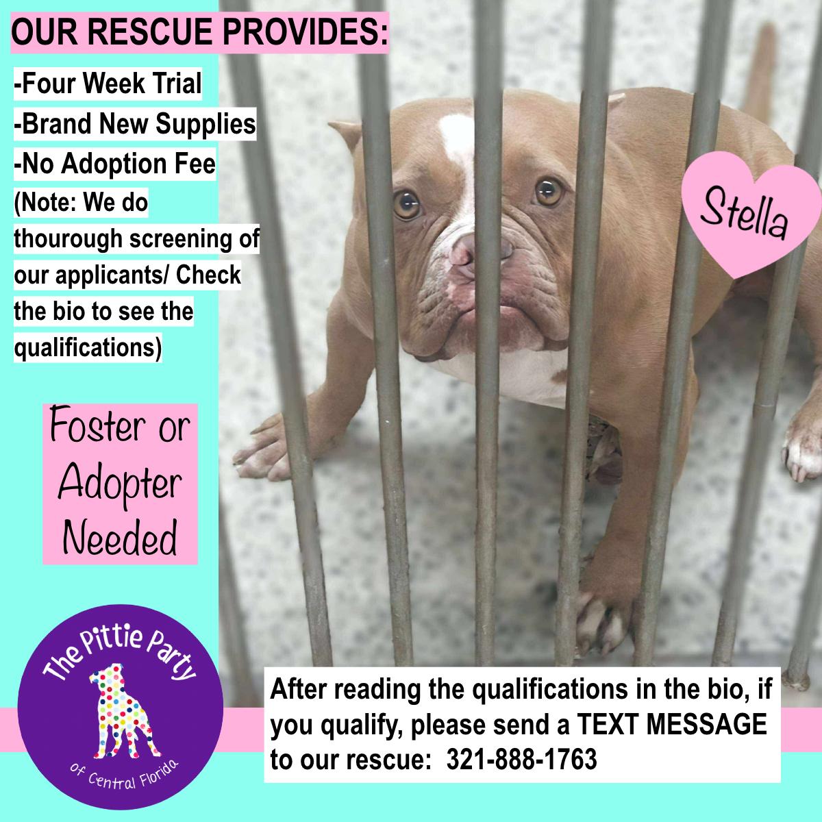 Enlarge Stella, a Adoptable American Bully in Kissimmee, FL image 3/4