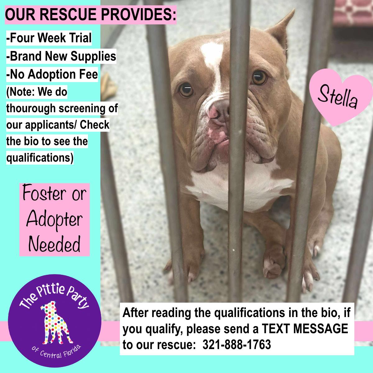 Enlarge Stella, a Adoptable American Bully in Kissimmee, FL image 4/4