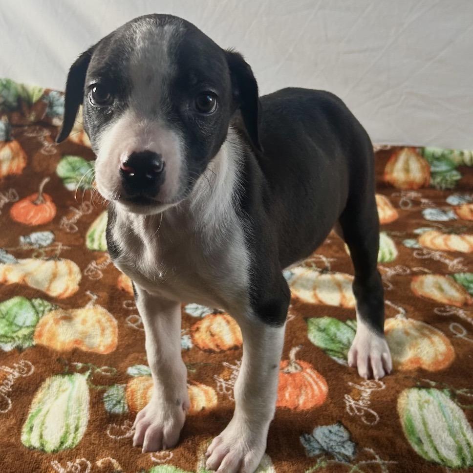 Enlarge Myrtle, a Adoptable Terrier in Johnson City, TN image 1/6