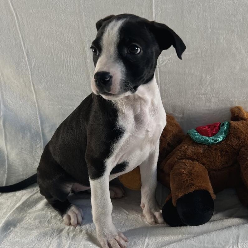 Enlarge Myrtle, a Adoptable Terrier in Johnson City, TN image 2/6