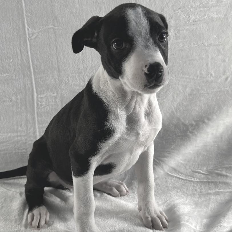 Enlarge Myrtle, a Adoptable Terrier in Johnson City, TN image 3/6