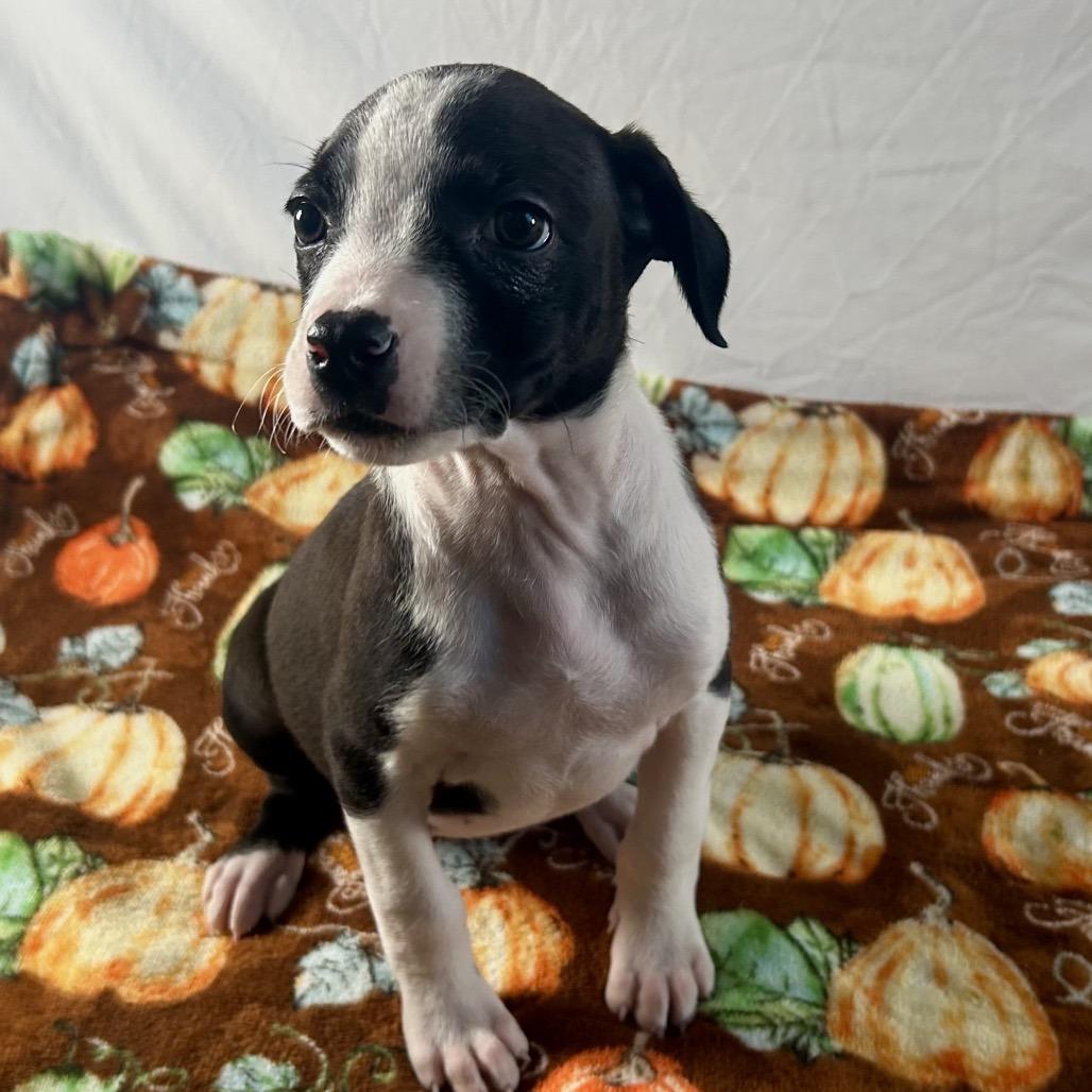 Enlarge Myrtle, a Adoptable Terrier in Johnson City, TN image 4/6