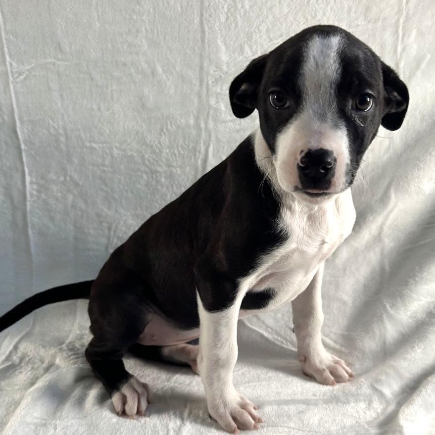 Enlarge Myrtle, a Adoptable Terrier in Johnson City, TN image 5/6