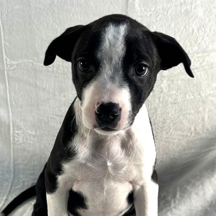 Enlarge Myrtle, a Adoptable Terrier in Johnson City, TN image 6/6