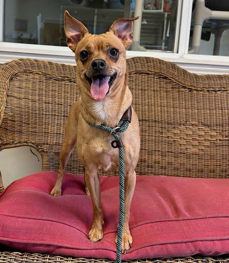 Willow, Adopted, Adult Female Chihuahua & Pug.