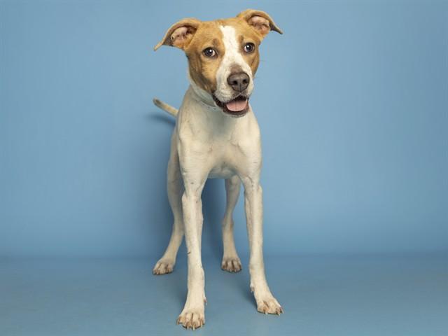 Enlarge SALLY, a Adoptable mixed breed in Phoenix, AZ image 1/1