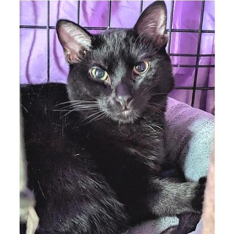 Attica, an adoptable Domestic Short Hair in Salt Lake City, UT, 84109 | Photo Image 2