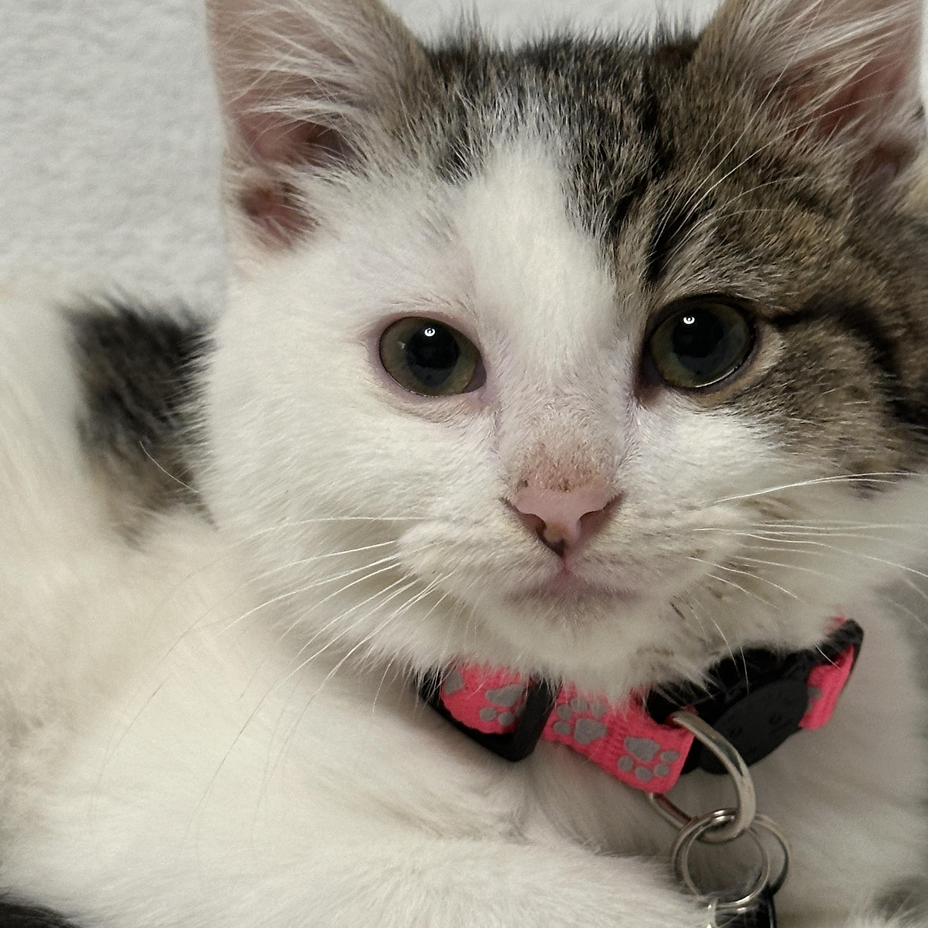 Snowflake Obsidian, ADOPTABLE, Kitten Female Tabby.