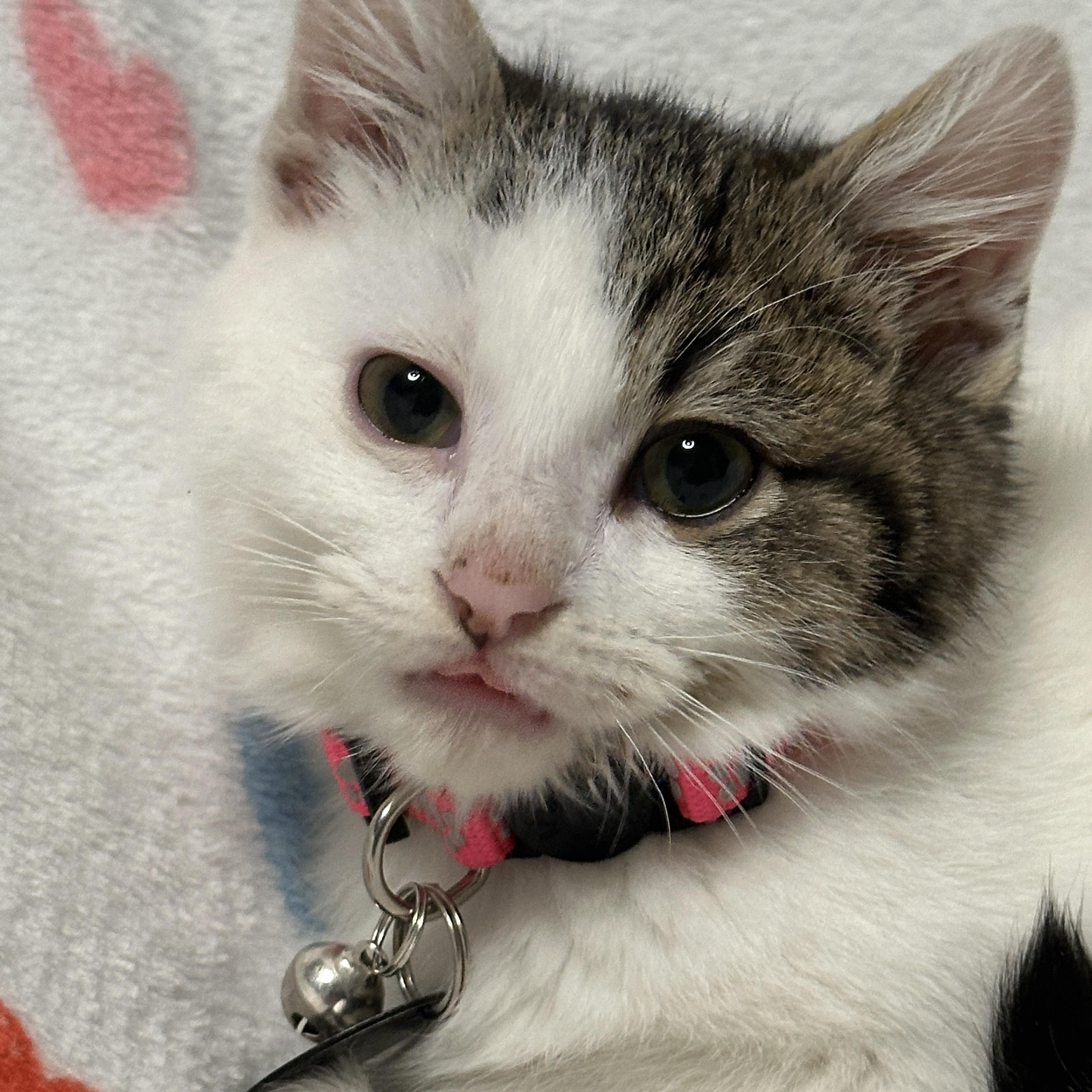 Enlarge Snowflake Obsidian, a ADOPTABLE Tabby in Pasco, WA image 4/5