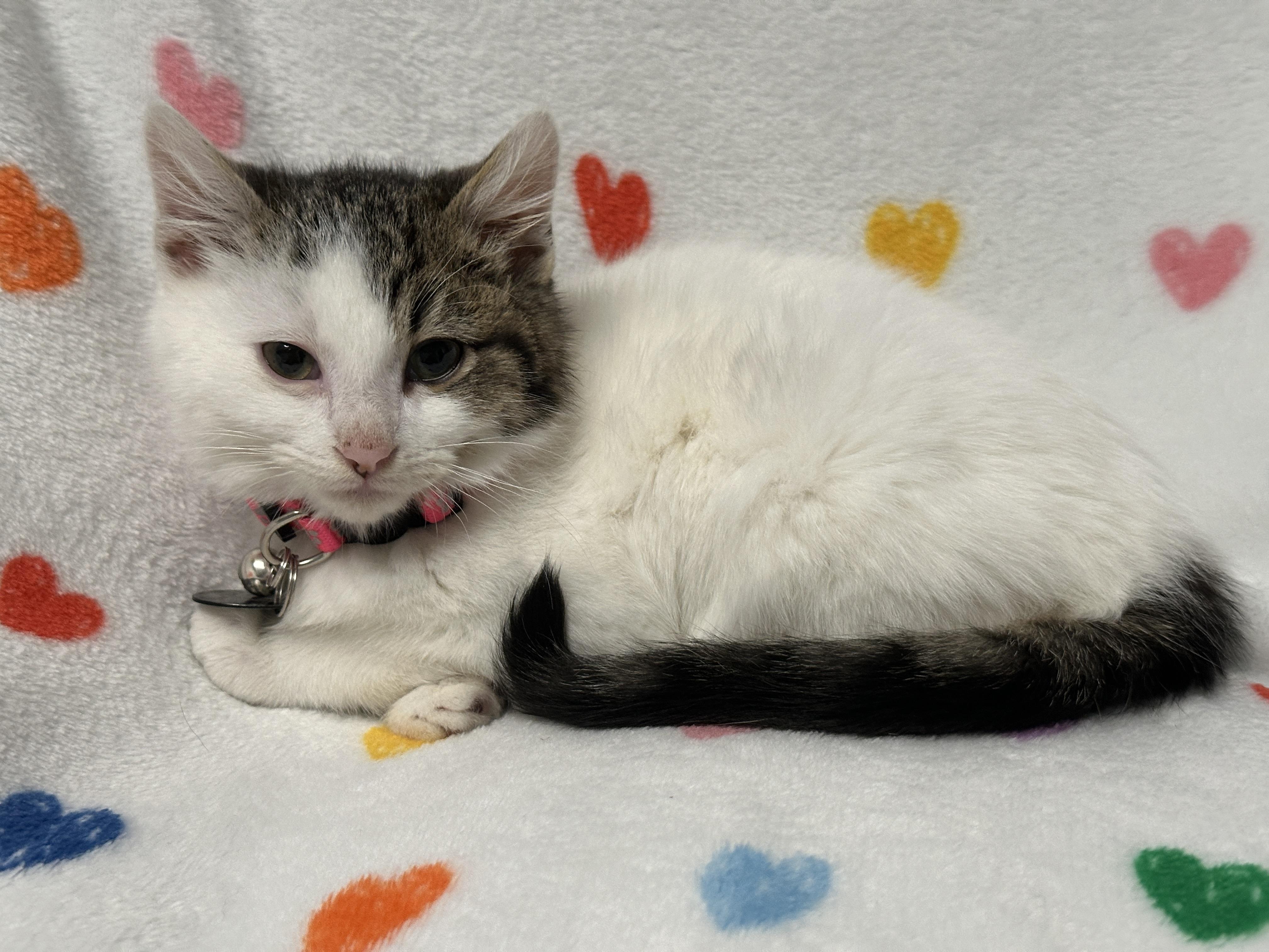 Enlarge Snowflake Obsidian, a ADOPTABLE Tabby in Pasco, WA image 2/5