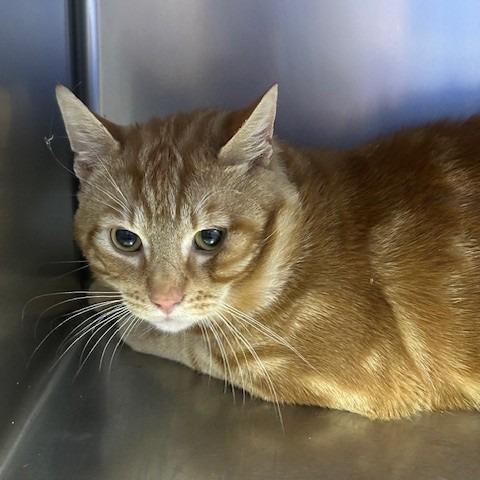 Enlarge Robbie, a Adoptable Domestic Short Hair in Coos Bay, OR image 1/1