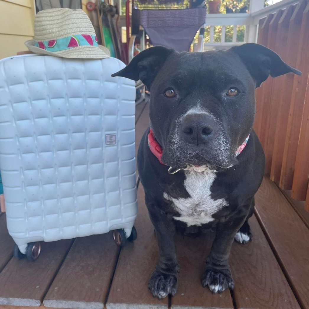 Peaches, a Adoptable Pit Bull Terrier in Ferndale, WA image 2/6
