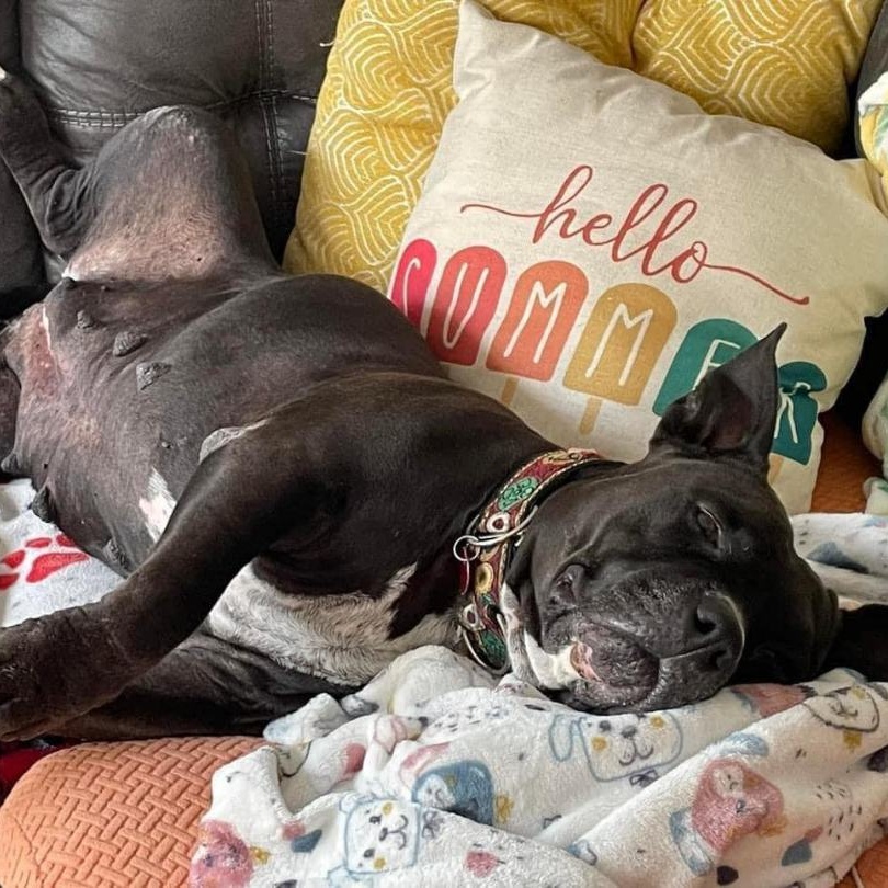 Peaches, a Adoptable Pit Bull Terrier in Ferndale, WA image 3/6
